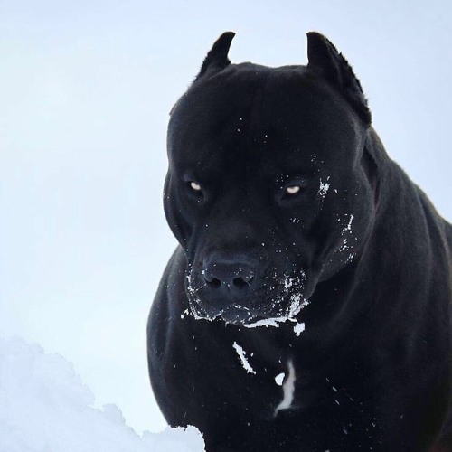 Twisted Insane - "Pitbull"