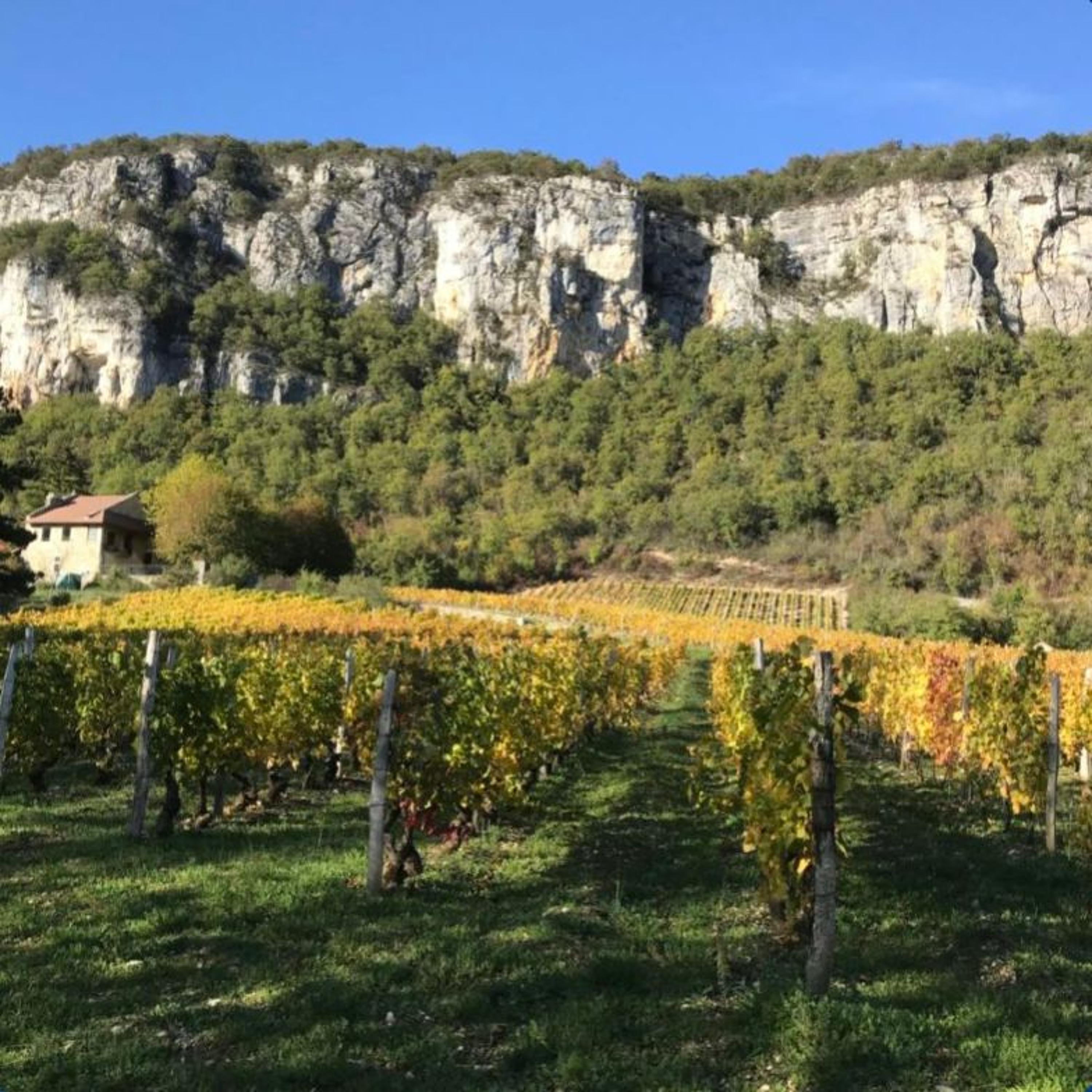 Clément Bärtschi - Domaine Bartschi - Manicle