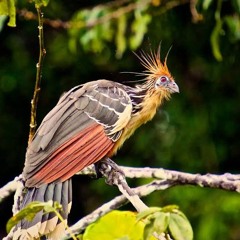 Hoatzin