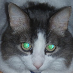 241031 - Spooky Cats
