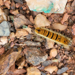 All the Turnings of the Sun (Vocal and Acoustic Guitar)