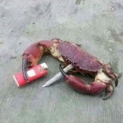 Vua Chơi Trên Mặt Trăng