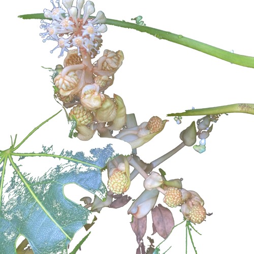 PolyPlastic from A Sketch of Nature, Composer Jo Thomas Violinist Simmy Singh