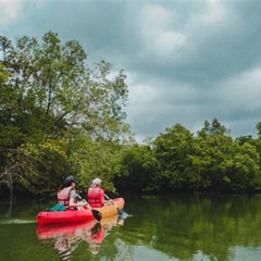 Review Special Price Mangrove Kayaking Adventure In Singapore