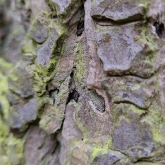 Zoff Unter Insekten - Eine Kleine Rockoper