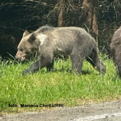 Das Bärenwaisenhaus in Harghita: Rehabilitation und Auswilderung