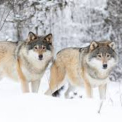 Hanging With Wolves - Kameao Remix