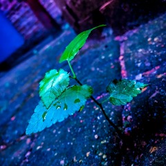 Should Have Taken Acid With You - Neon Indian [Slowed/Reverbed/Pitched]