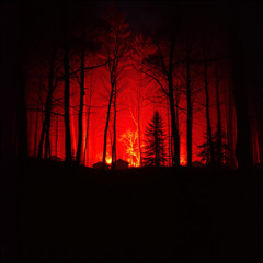 Wildfire #1