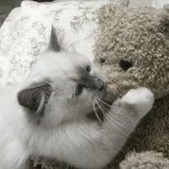 killing myself in kosice