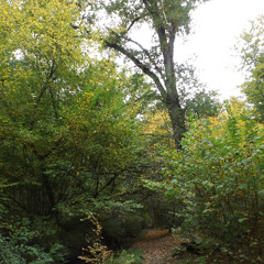 a walk in the autumn woods