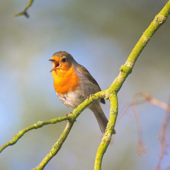 Morning Bird (Original mix)