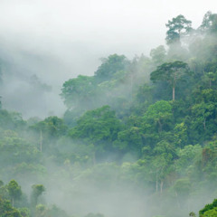 Rain Forest.wav