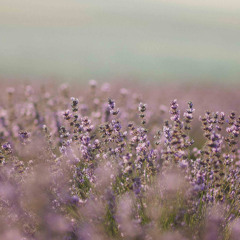 Lavender Haze