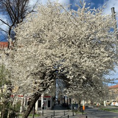 Frühlingserwachen 2021