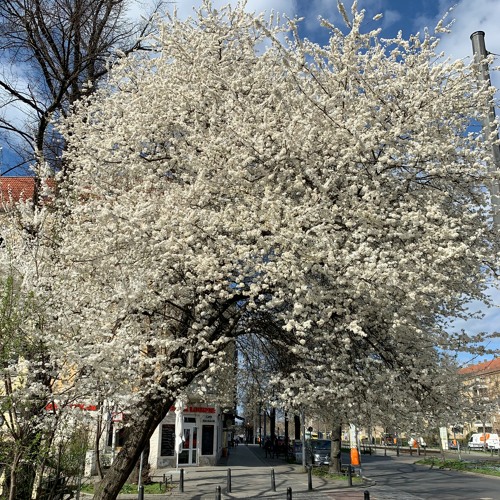 Frühlingserwachen 2021