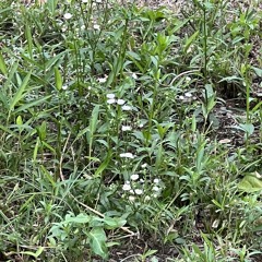 밍기뉴-봄날은 간다(cover)