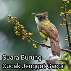 Suara burung cucak jenggot gacor
