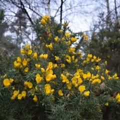 lowlands of holland (Irish trad. based on version by Ye Vagabonds)