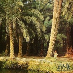 فؤاد سالم - ذبل عودي