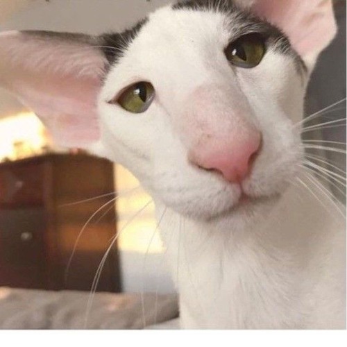 Ibrahim Tatlises x Mahdyar x Reza Pishro x Amir Tataloo - Karma.mp3