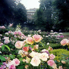 Plant Killer - live demos