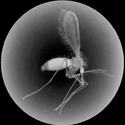 CXCXCX - Extinction Electronics