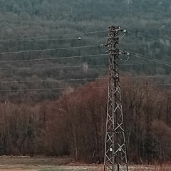 swingraid