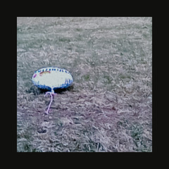 Ein perfekter Sperling