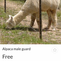 DUBLIN FREESTYLE NWOT