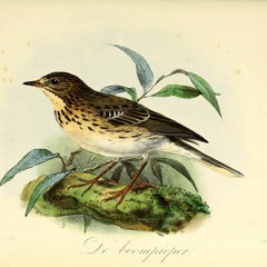 Tree Pipit Song (4) - 21 May 23 - 5.28pm - Near Dalsvallen.