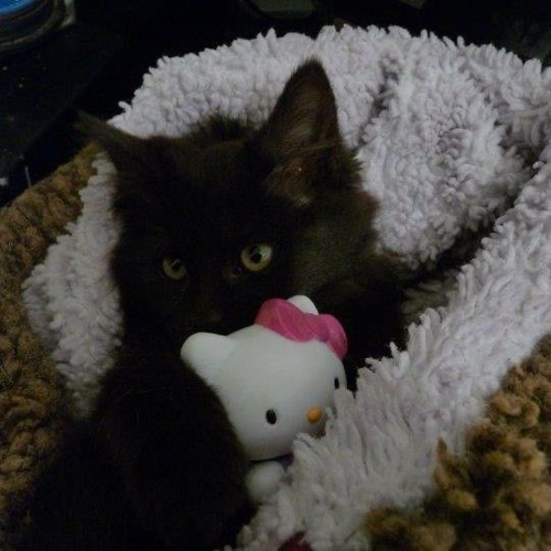 nuncafue (1versión)