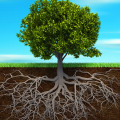 Roots