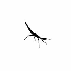 Phasmid - Middle Man