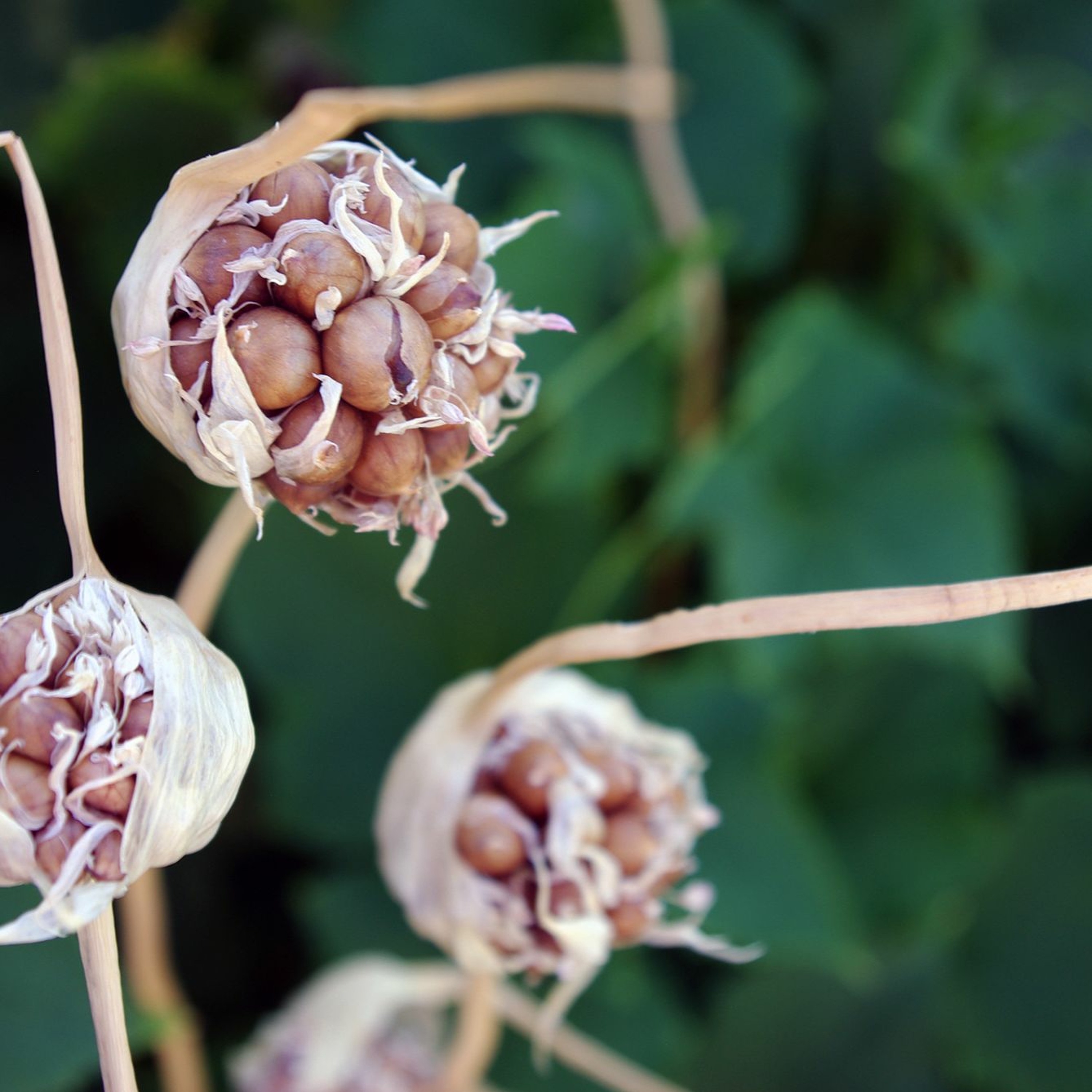 Seed Story Broadcasts