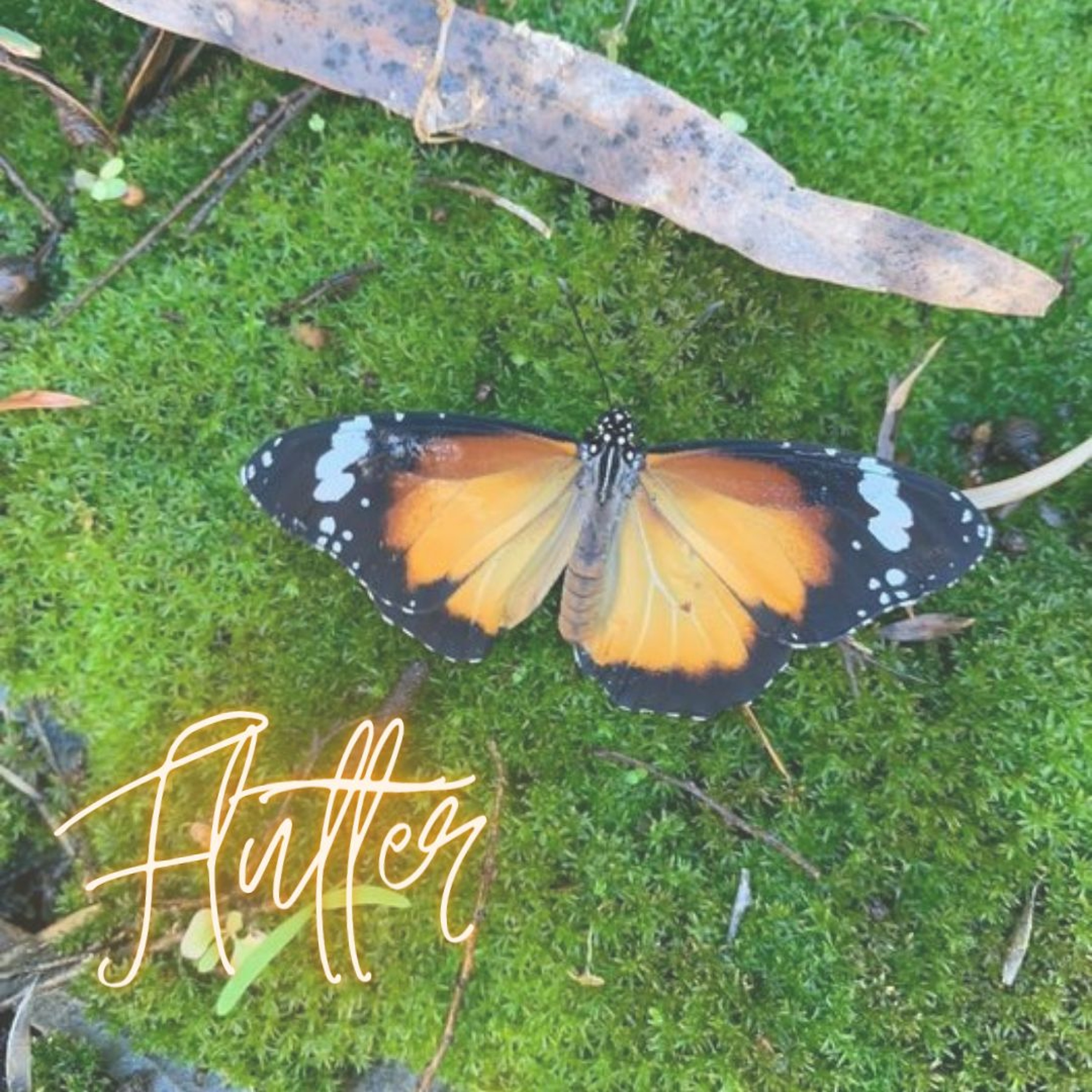 Flutter (639Hz) [Official Theme Song of Blue Morpho Academy] episode artwork