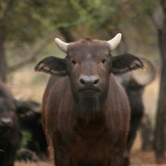 Kruger Park Buffalo Blamed For Limpopo Foot And Mouth Outbreak