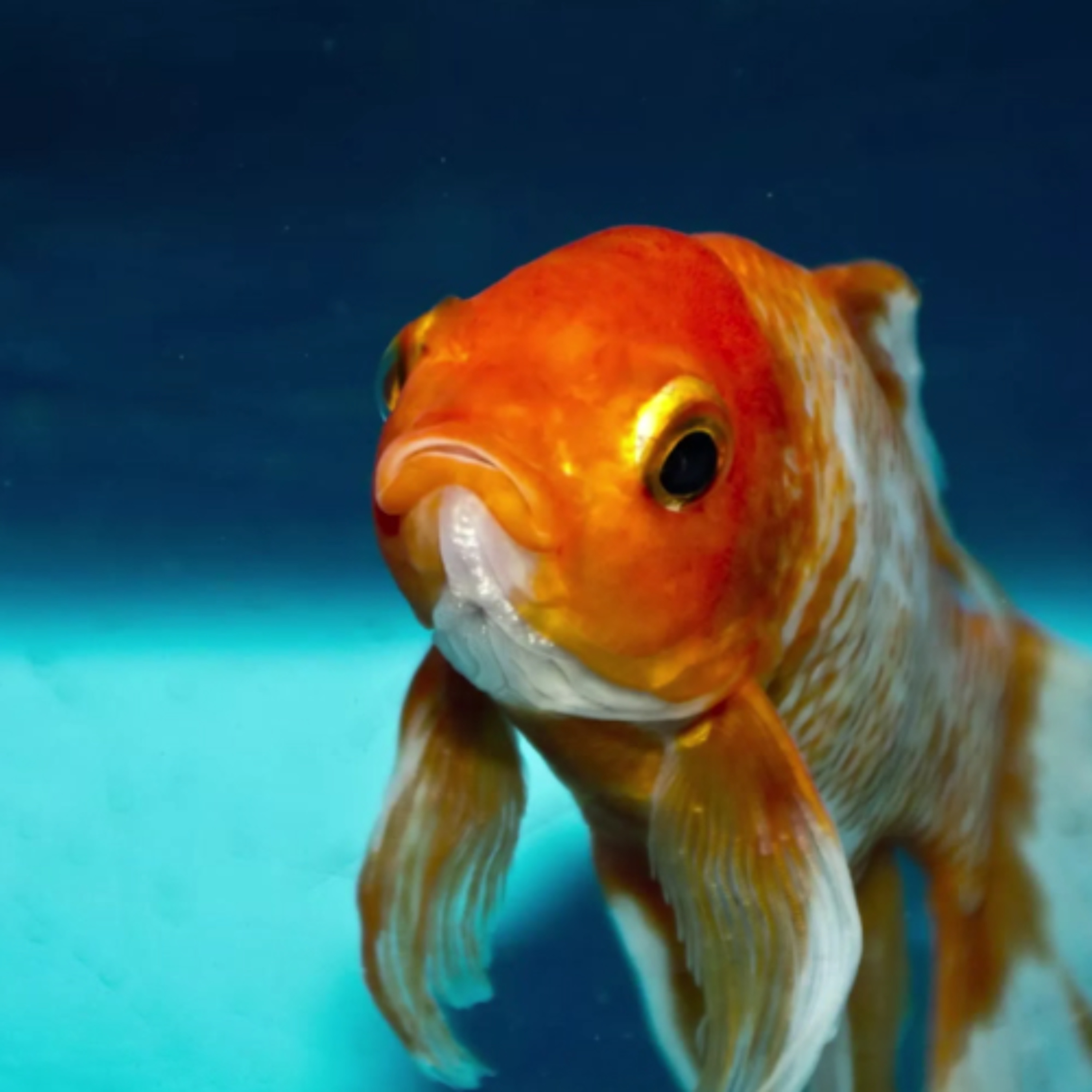 Fish Fraud, Apple Auctions, Zebra Cows, Scandal Rocks Skipping World Championship GIS697