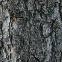 TEMPTATION (TASTE MY DRUG)