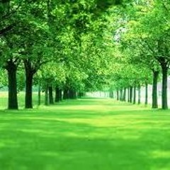 Con đường màu xanh [Trịnh Nam Sơn]