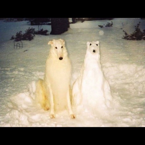 Every Dog Has Its Day