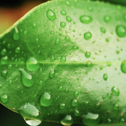 Stream Chi-Chi | Listen to GREEN YEAR playlist online for free on ...