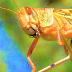 LOCUST