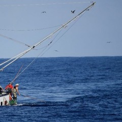 Stern Albacore Blues