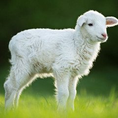 Counting Sheep (prod. Henchy)