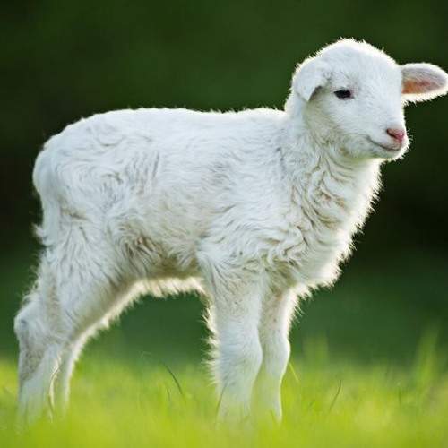 Counting Sheep (prod. Henchy)