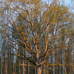 Birds & Rain - 14 May 2025- 1.20pm - Near Sauna House Palupohja