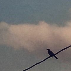 ǝɔɐɟ ƃuol ǝɥʇ ʎɥʍ cover