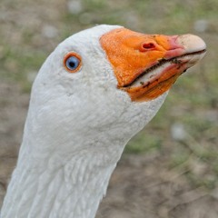 Live at [Redacted] Is Getting Old, A Birthday Rave