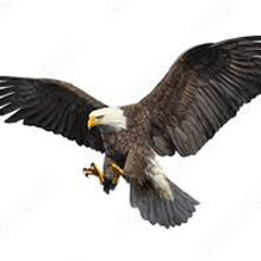 ^*{•ImMa B1rD•}*^#EAGLE